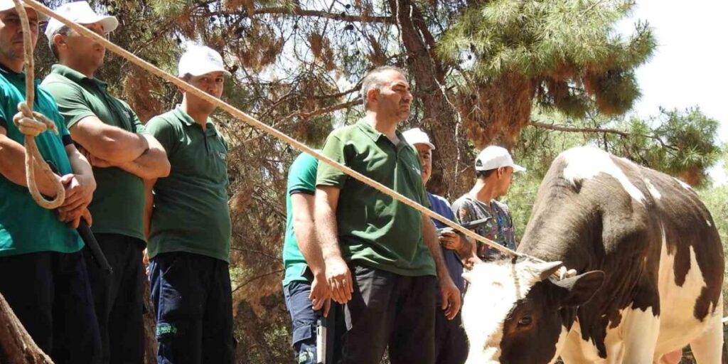 Gaziantep Büyükşehir, kurban yakalama timi bayrama hazır