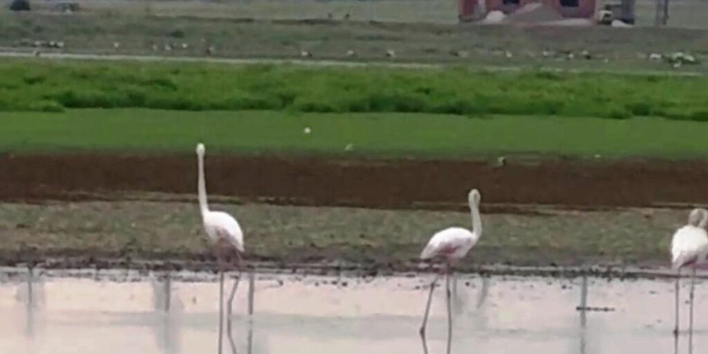 Göç yolunda olan flamingolar Diyarbakır’da mola verdi