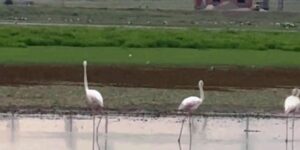 Göç yolunda olan flamingolar Diyarbakır’da mola verdi