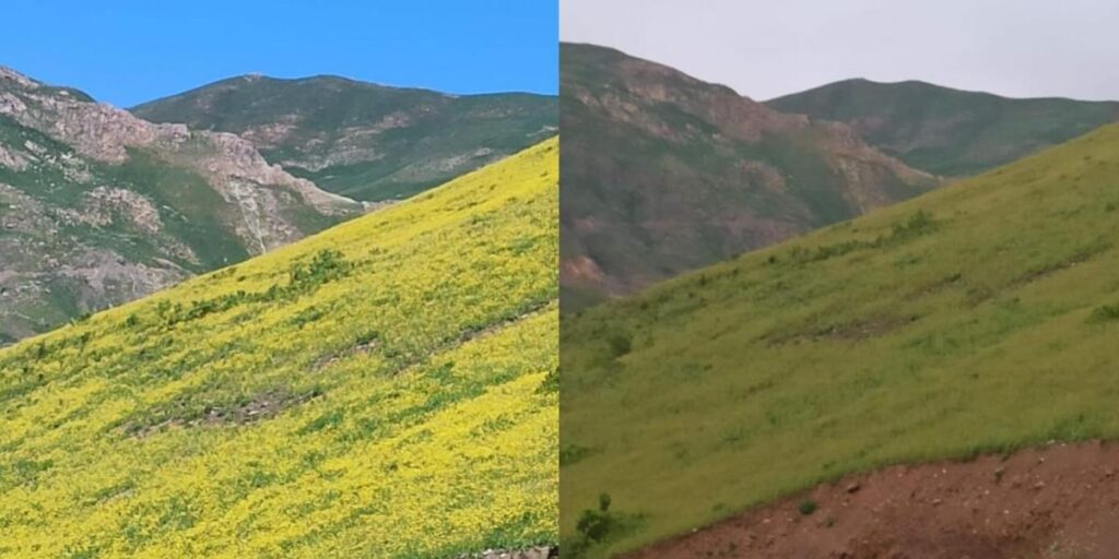 Hakkari’de güneşle açan, gün batımında yok olan çiçekler