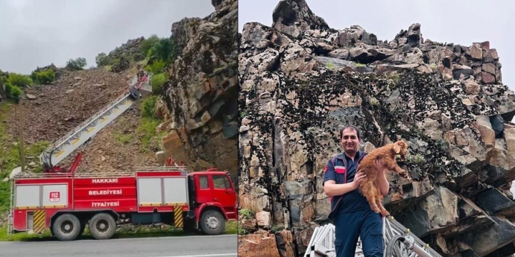 Hakkari’de kayalıklarda mahsur kalan keçi yavrusu kurtarıldı