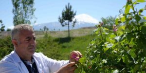 Iğdır Üniversitesi’nde yetişen güller kozmetik ürünlere dönüşüyor