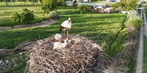 Iğdır’da elektrik direkleri leylek yuvasına dönüştü: O yuvalar havadan görüntülendi