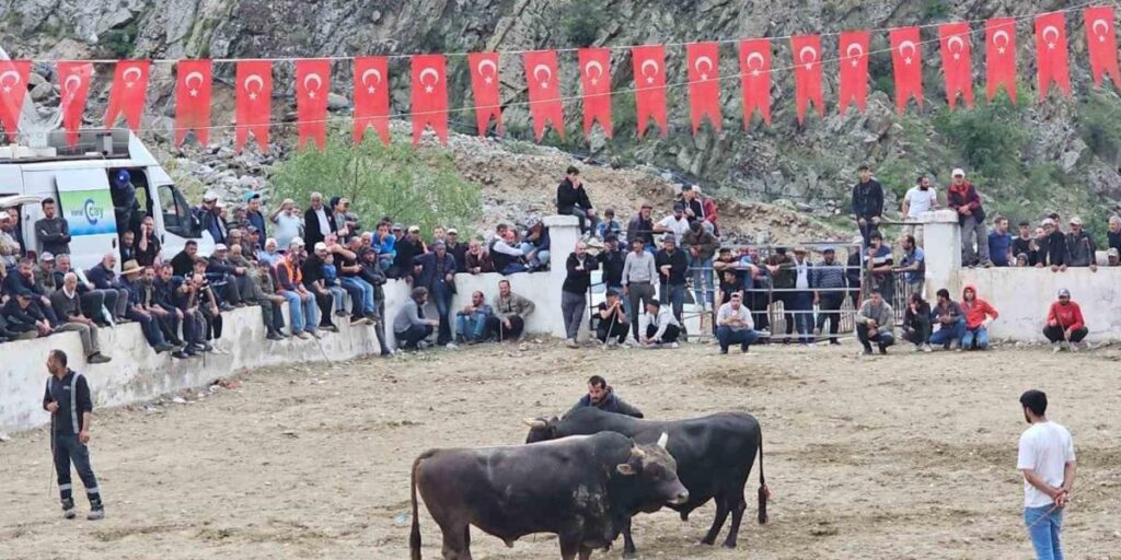 İspir’de boğalar sahada sahipleri saha dışında birbirine girdi