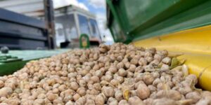 Kars’ın bereketli toprakları nohut ve mercimekle buluştu