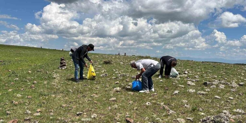 Karslılar şifalı bitkileri toplamak için dağ taş geziyor