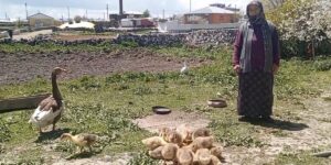 Kars’ta kaz, gram altınla yarışıyor