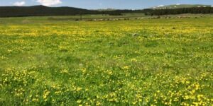 Kars’ta sarıçiçekler görenleri büyülüyor