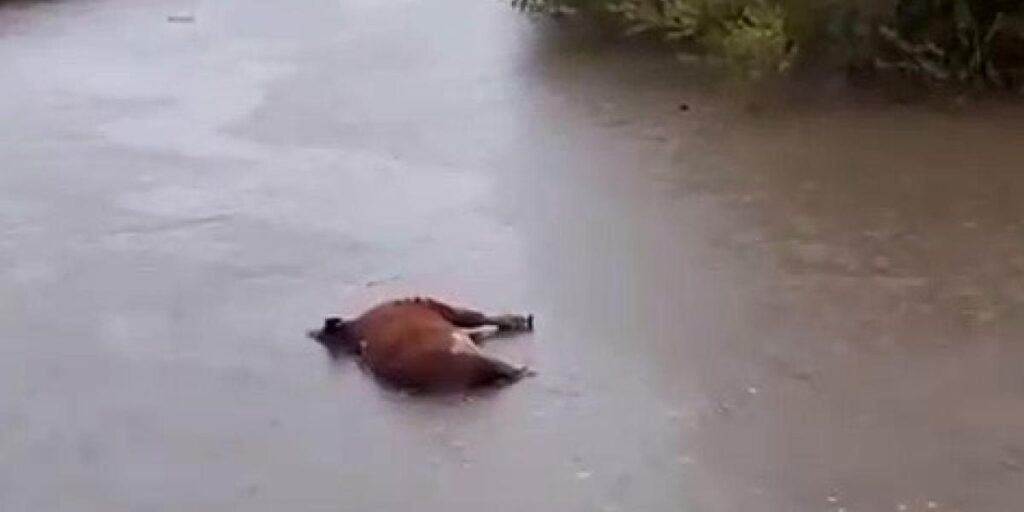 Kars’ta sel sularına kapılan büyükbaş hayvan telef oldu