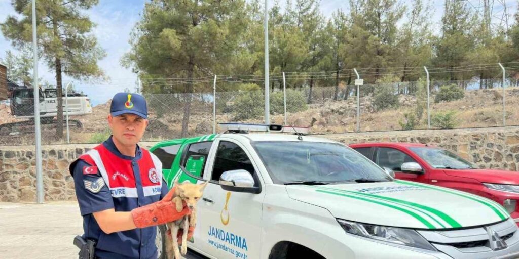 Kilis’te yaralı halde bulunan tilki koruma altına alındı