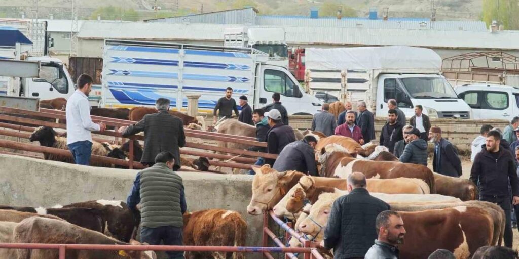 Kurbanlıklar görücüye çıktı