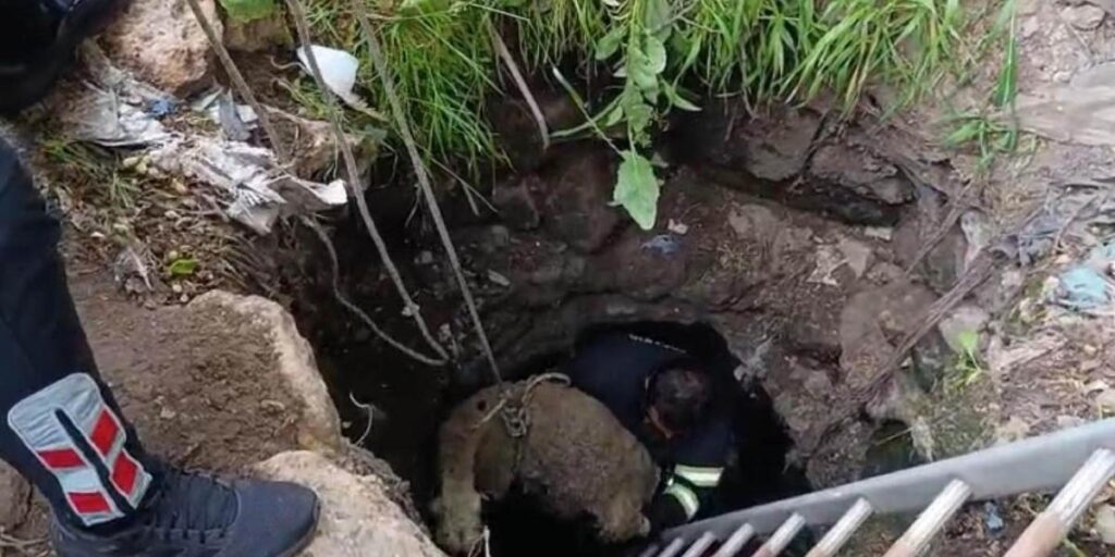 Kuyuya düşen koyun itfaiye ekipleri tarafından kurtarıldı