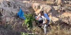 Mağaradan kenevir bitkisi çıktı