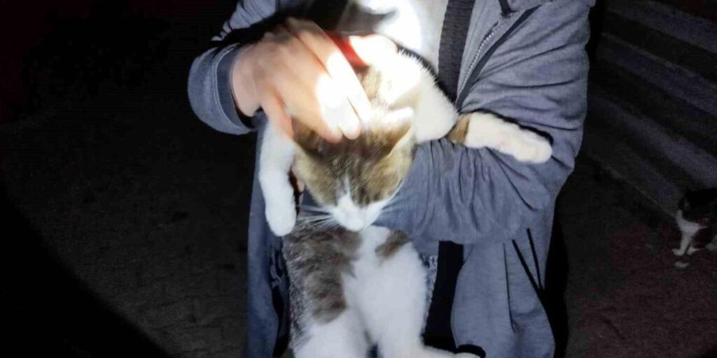 Mahsur kalan kediyi itfaiye kurtardı