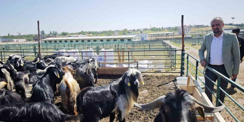 Malatya’da Kurban Pazarı hareketlendi ancak satışlar durgun