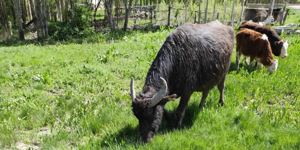 Malazgirt’ten kaçan manda Patnos’ta ortaya çıktı; 50 kilometre yürümüş, Murat Nehri’ni geçmiş