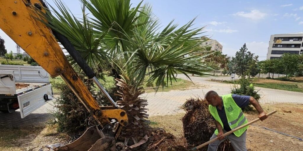 Mardin Büyükşehir Belediyesi, yanan palmiyenin yerine yenisi dikti