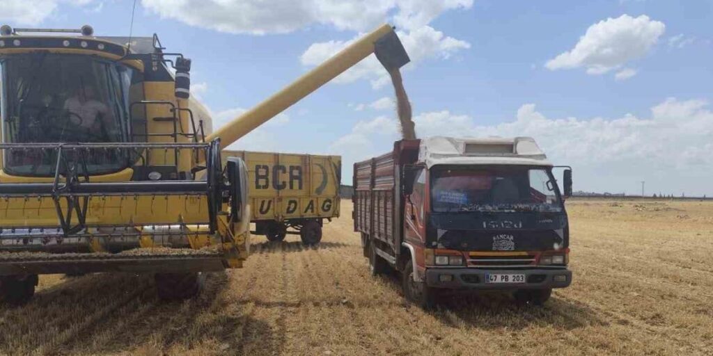 Mardin’de yılın ilk buğdayı tonu 17 bin liradan satıldı