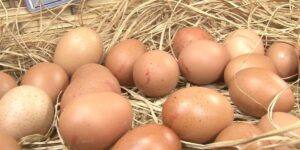 Mart ayında yıllık tavuk yumurtası üretimi yüzde 8,8 azaldı
