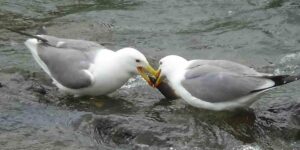 Martıların balık kavgası