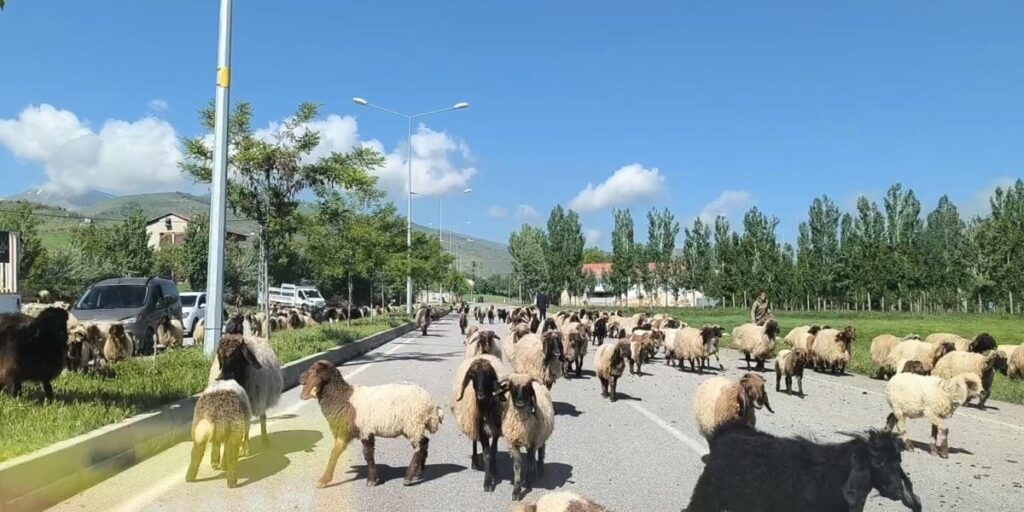 Muş’ta küçükbaş hayvan sürüleri trafiği tehlikeye düşürüyor