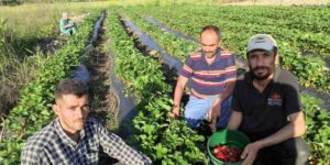 Organik Sason çileğinde hasat başladı