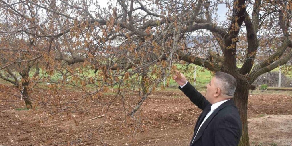 Sadıkoğlu: “Verilecek destekler sadece kayısıyı değil, şehrimizin geleceğini ilgilendiriyor”