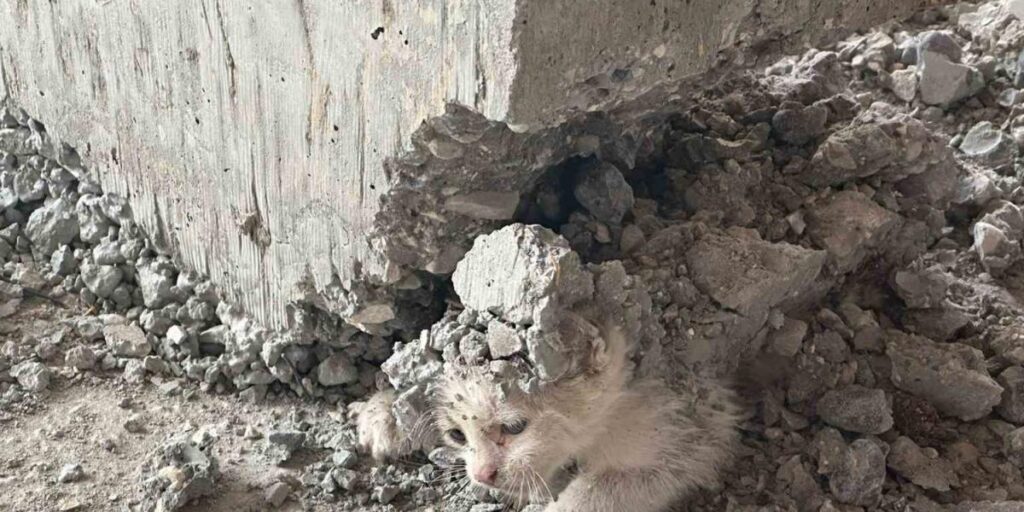Şanlıurfa’da akıl almaz olay