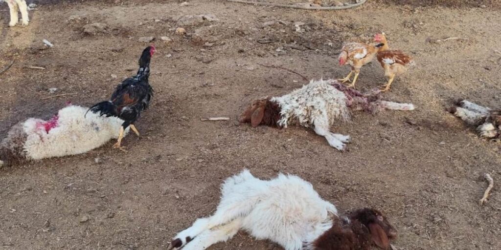 Şanlıurfa’da başıboş köpekler 33 kuzuyu telef etti