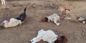 Şanlıurfa’da başıboş köpekler 33 kuzuyu telef etti