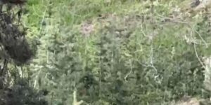 Sarıkamış ormanlarında yiyecek arayan karaca kameraya yansıdı