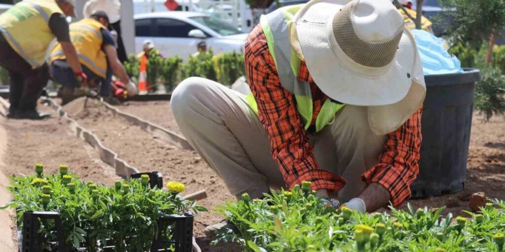 Seralarda yetiştirilen çiçekler Şanlıurfa’yı güzelleştirecek