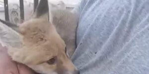 Siirt’te gördüğü tilkiyi bebek gibi sevdi