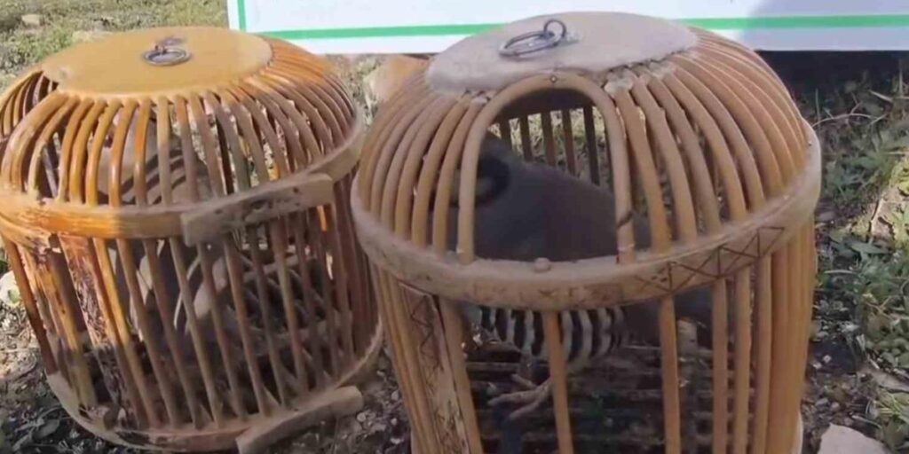 Siirt’te keklik avlayan kişiye 63 bin lira ceza kesildi