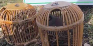 Siirt’te keklik avlayan kişiye 63 bin lira ceza kesildi