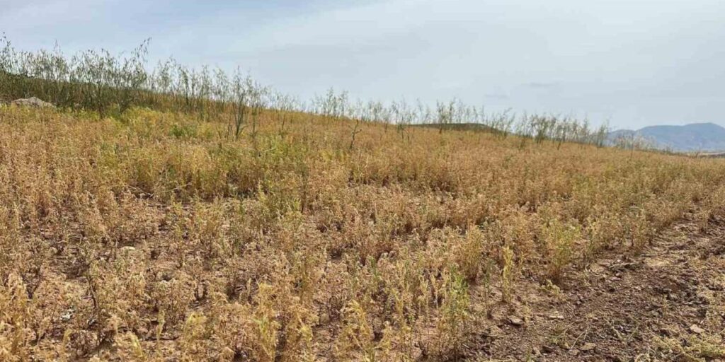 Siirt’te yılın ilk mercimek hasadı yapıldı