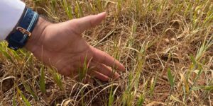 Şırnak’ta susuz tarım ürünlerinde erken kuruma başladı