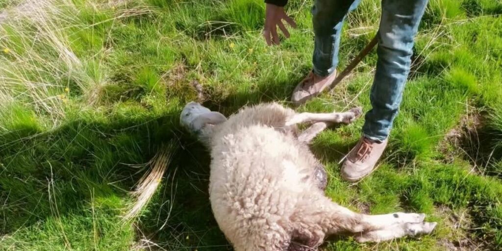 Sürüye saldıran kurtlar kuzuları telef etti