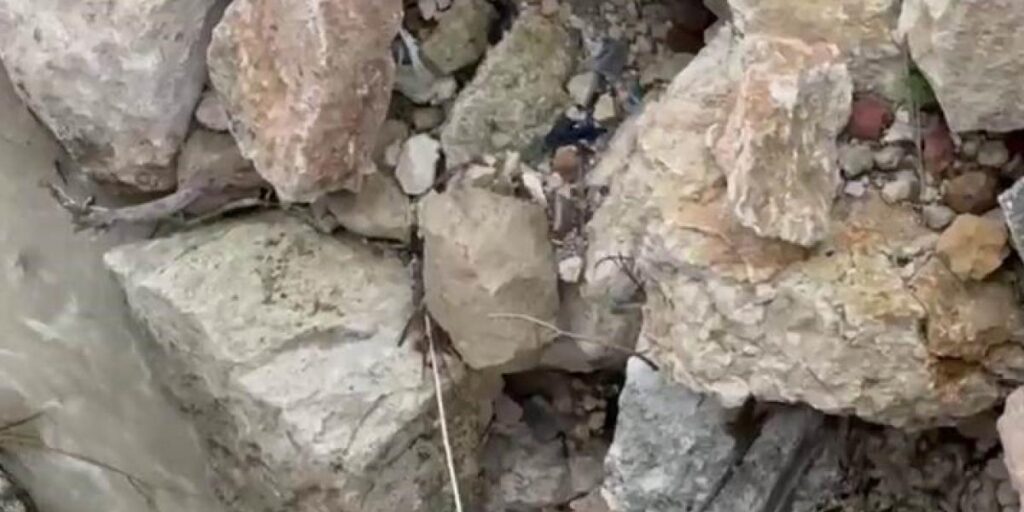 Tağar Çayında su samurları görüntülendi