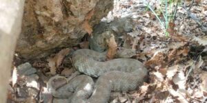 Tek ısırığı bir insanı öldürmeye yetiyor: Tunceli’de koca engerek yılanı görüntülendi