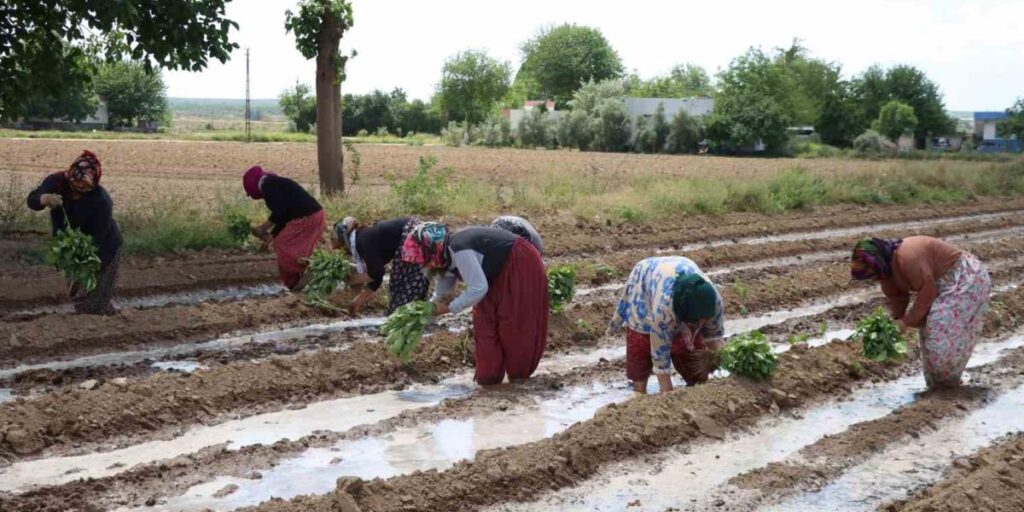 Tescilli Birecik Patlıcanda ekim zamanı