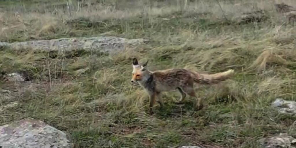 Tilki dron kamerasına takıldı