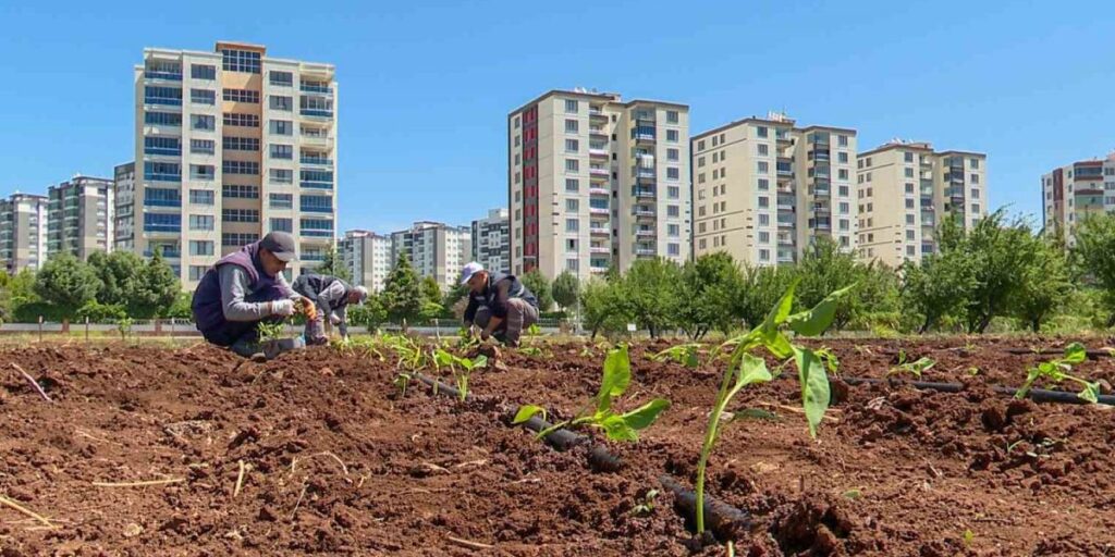 Tohumculukta dışa bağımlılığı bitirecek proje