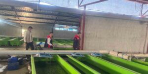 Uluköy’de yılda 15 milyon yavru üretiliyor