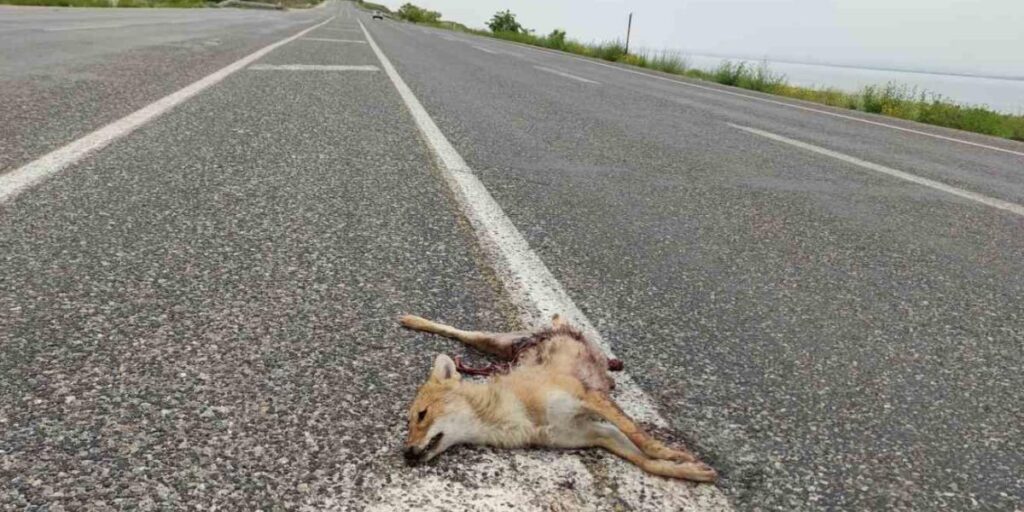 Van’da araçların çarptığı iki tilki telef oldu