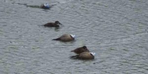 Van’da koruma tedbirleri, dikkuyruk sayısını artırdı