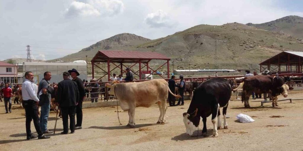 Van’da kurbanlıklar görücüye çıktı