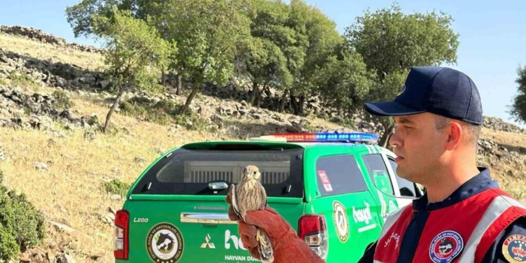 Yaralı bulunan Kerkenez kuşu koruma altına alındı