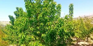 Zirai donun zarara yol açtığı Malatya’da kiraz yaprağı ümit oldu