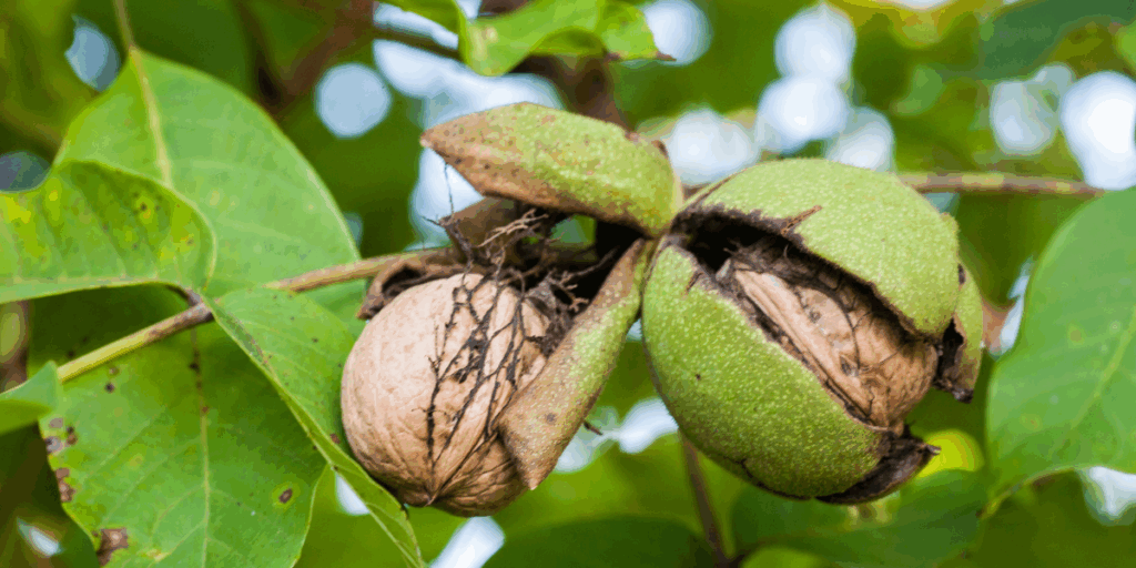 Hekimhan cevizi Türkiye’nin en kaliteli cevizleri arasında yerini aldı